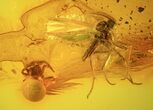 Fossil Fly (Diptera) & Spider (Aranea) In Baltic Amber #58117-1